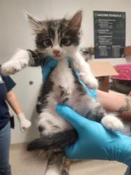 Shelter Stray Male Cat last seen Near BLOCK POND RD, MCFARLAND CA 93250, 3951 Fruitvale Ave, Bakersfield, CA 93308, USA