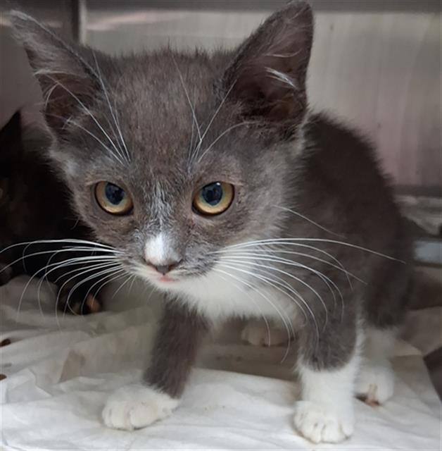 Shelter Stray Female Cat last seen Near BLOCK ROSEDALE HWY, BAKERSFIELD CA 93312, 3951 Fruitvale Ave, Bakersfield, CA 93308, USA