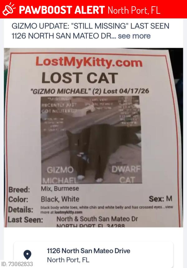 Lost Male Cat last seen San Mateo Dr & Toledo Blade, North Port, FL 34288