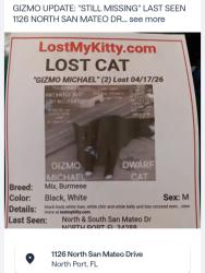 Lost Male Cat last seen San Mateo Dr & Toledo Blade, North Port, FL 34288