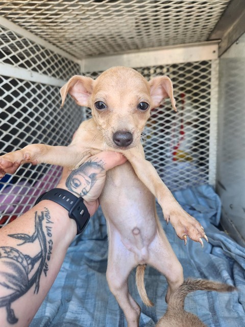 Shelter Stray Male Dog last seen Near BLOCK GATSON ST, BAKERSFIELD CA 93314, 3951 Fruitvale Ave, Bakersfield, CA 93308, USA