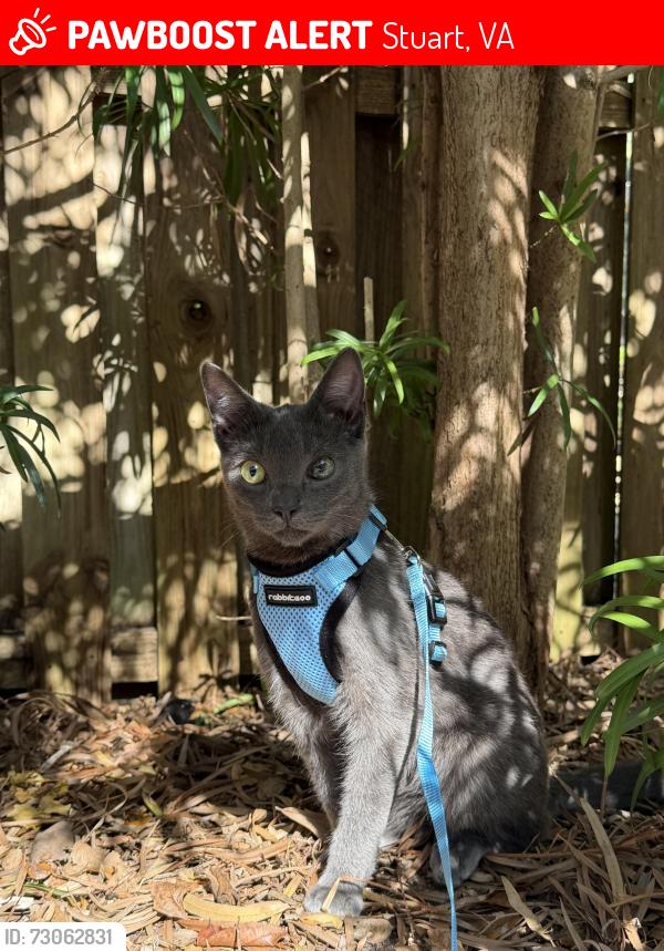 Lost Male Cat last seen Fairystone Farm Lane, in the woods behind the hse, Stuart, VA 24171