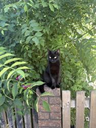 Reunited Female Cat last seen Willowtown primary school, Blaenau Gwent, Wales NP23 6NG