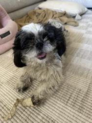 Reunited Female Dog last seen Donaldson Way, American Canyon, CA 94503