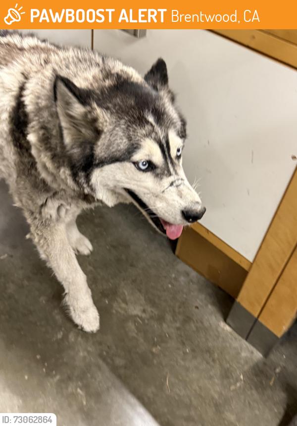 Found/Stray Female Dog last seen Minnesota Ave and Sand Creek Rd , Brentwood, CA 94513
