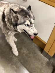 Found/Stray Female Dog last seen Minnesota Ave and Sand Creek Rd , Brentwood, CA 94513