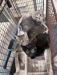 Shelter Stray Female Cat last seen , 3201 Lacy St, Los Angeles, CA 90031, USA