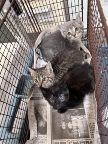 Shelter Stray Female Cat last seen , 3201 Lacy St, Los Angeles, CA 90031, USA