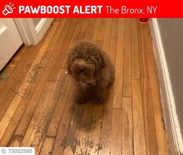 Lost Female Dog last seen Esplande ave New York , The Bronx, NY 10461