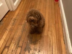 Lost Female Dog last seen Esplande ave New York , The Bronx, NY 10461