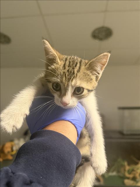 Shelter Stray Female Cat last seen , West Valley Animal Shelter, 20655 Plummer St, Chatsworth, CA 91311, USA