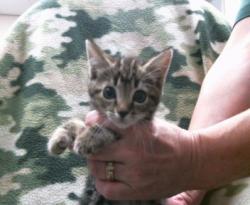 Shelter Stray Female Cat last seen VICHY CIR/LA TOUR , 95843, 3839 Bradshaw Rd, Sacramento, CA 95827, USA
