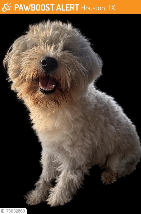 Found/Stray Male Dog last seen Little York & Baiman Rd, Houston, TX 77076