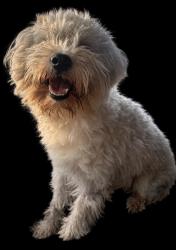 Found/Stray Male Dog last seen Little York & Baiman Rd, Houston, TX 77076