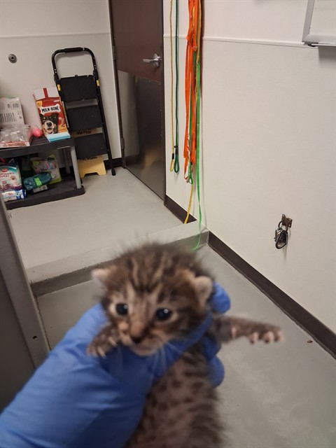 Shelter Stray Unknown Cat last seen Near BLOCK MELWOOD ST, BAKERSFIELD, 201 S Mt Vernon Ave, Bakersfield, CA 93307, USA