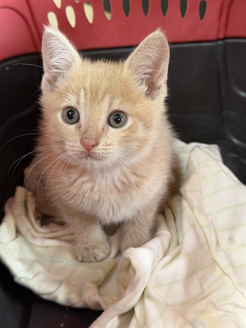 Shelter Stray Female Cat last seen Near BLOCK BROCKTON AVE, RIVERSIDE CA 92501, 6851 Van Buren Boulevard, Jurupa Valley, CA 92509, USA