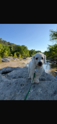 Lost Male Dog last seen Celestite bend, San Antonio, TX 78222