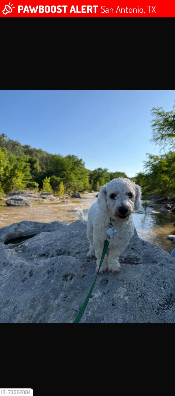 Lost Male Dog last seen Celestite bend, San Antonio, TX 78222