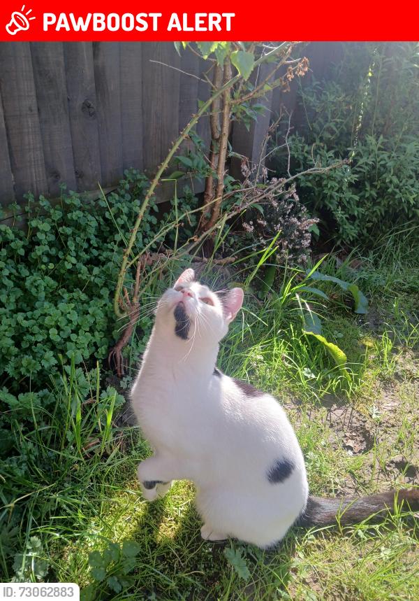 Lost Male Cat last seen Grey gables avenue / cottage gardens area, Walton Summit Centre, England PR5