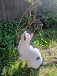 Lost Male Cat last seen Grey gables avenue / cottage gardens area, Walton Summit Centre, England PR5