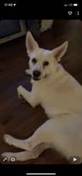 Reunited Male Dog last seen Near candler ave, Spring Hill, FL 34609