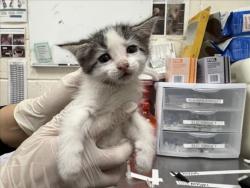 Shelter Stray Male Cat last seen Near BLOCK ASH ST, SANTA FE, 100 Caja Del Rio Rd, Santa Fe, NM 87507, USA