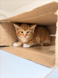 Shelter Stray Male Cat last seen THORUP, 16 Barnes Ct, Hayward, CA 94544, USA