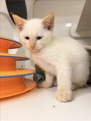 Shelter Stray Male Cat last seen THORUP, 16 Barnes Ct, Hayward, CA 94544, USA