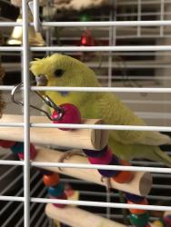 Lost Male Bird last seen Starbucks, Lucinda Garcia Park,, Monrovia, CA 91016