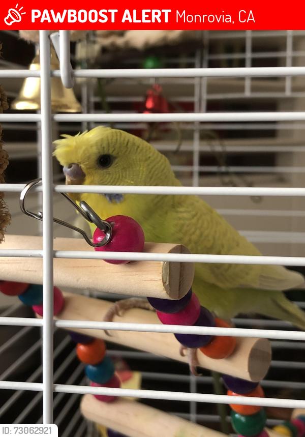 Lost Male Bird last seen Starbucks, Lucinda Garcia Park,, Monrovia, CA 91016