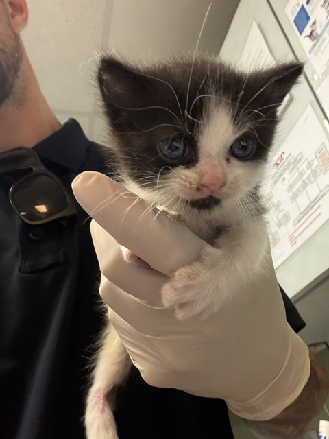 Shelter Stray Female Cat last seen Near BLOCK HOOD LANDING RD, 2020 Forest St, Jacksonville, FL 32204, USA
