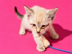 Shelter Stray Female Cat last seen Near BLOCK NORMANDY BLVD, 2020 Forest St, Jacksonville, FL 32204, USA