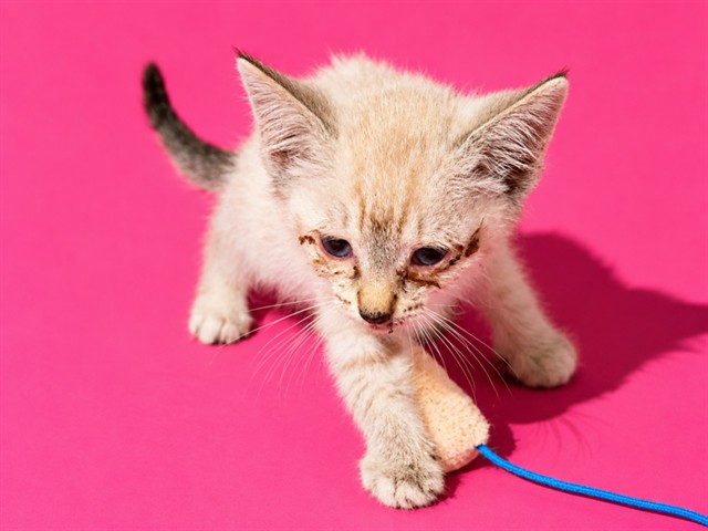 Shelter Stray Female Cat last seen Near BLOCK NORMANDY BLVD, 2020 Forest St, Jacksonville, FL 32204, USA