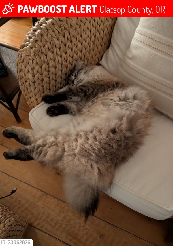 Lost Male Cat last seen Pacific Rd. S. & Montbrecia Ln. Arch Cape, Clatsop County, OR 97102