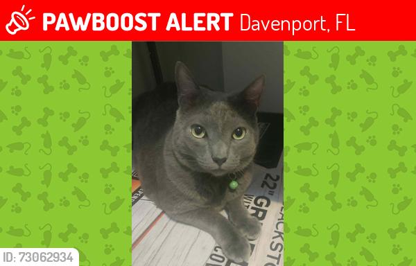 Lost Male Cat last seen Dunson and DSs Office, Davenport, FL 33896