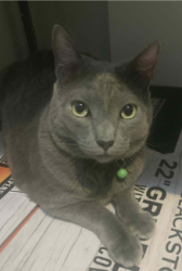 Lost Male Cat last seen Dunson and DSs Office, Davenport, FL 33896