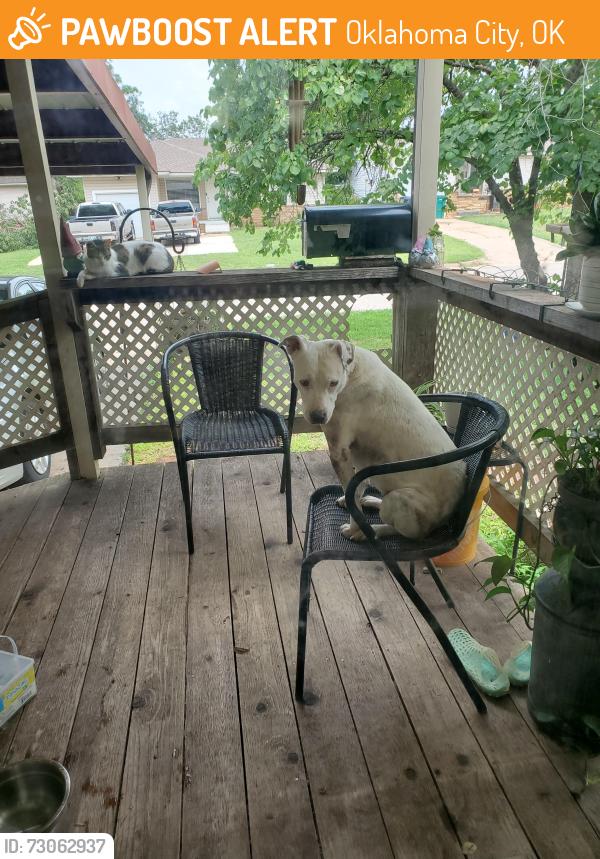 Found/Stray Female Dog last seen U.S Grant Highschool, Oklahoma City, OK 73119