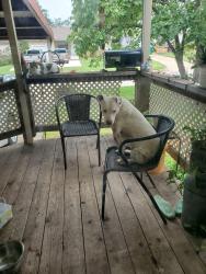 Found/Stray Female Dog last seen U.S Grant Highschool, Oklahoma City, OK 73119