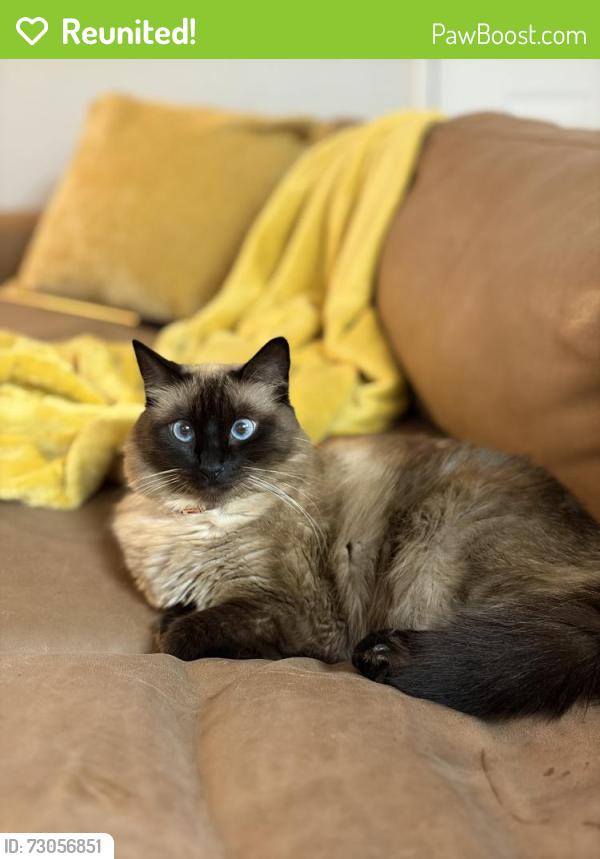 Reunited Female Cat last seen Snell and Branham, San Jose, CA 95136