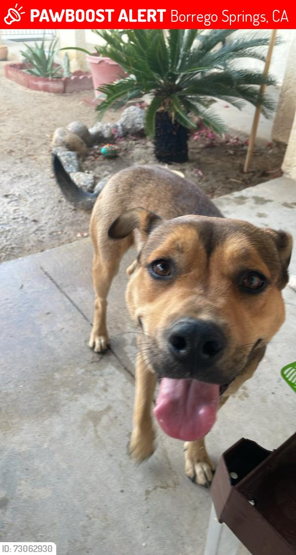 Lost Female Dog last seen Country Club and El Tejon, Borrego Springs, CA 92004