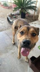 Lost Female Dog last seen Country Club and El Tejon, Borrego Springs, CA 92004
