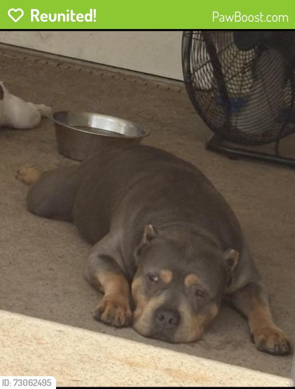 Reunited Male Dog last seen High glen ct s and High Glen Dr , Lakeland, FL 33813
