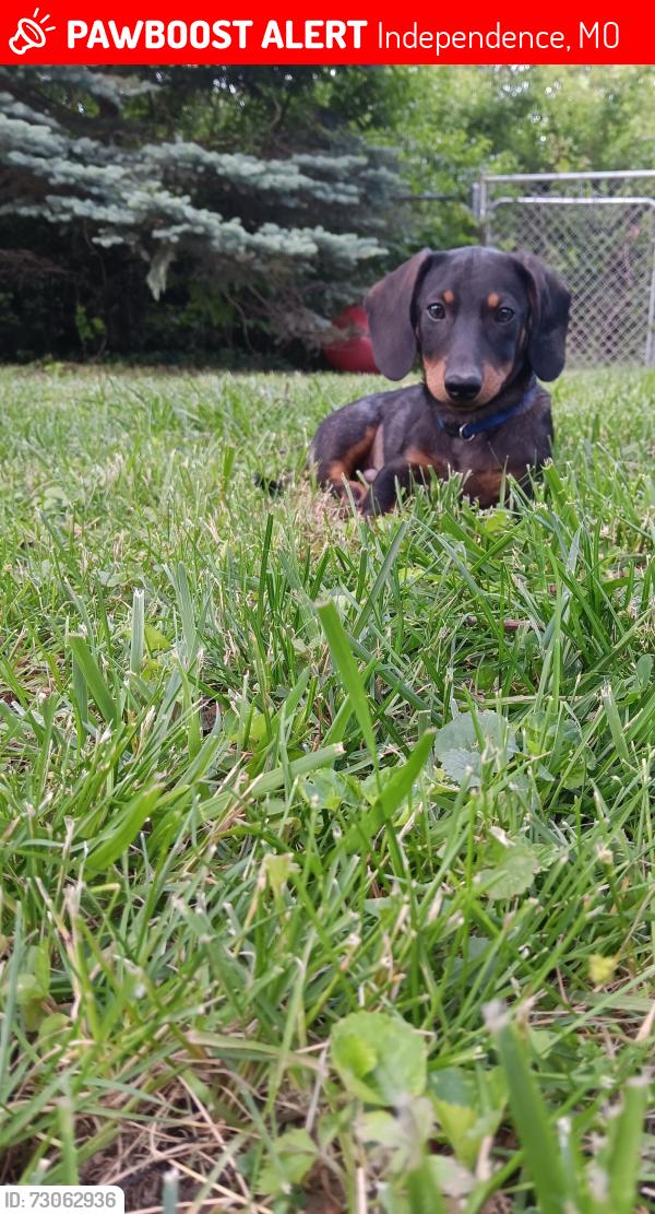 Lost Male Dog last seen 35th/Crysler, Independence, MO 64052