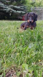 Lost Male Dog last seen 35th/Crysler, Independence, MO 64052