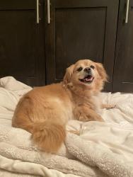 Reunited Male Dog last seen Manor Way - near Admiralty Way and Airport Road, Everett, WA 98204