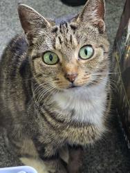 Reunited Female Cat last seen Near Clinton Walk, Broomhall, Sheffield S10 2EE, UK, Broomhall, England S10 2EE