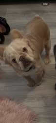 Lost Male Dog last seen Sherwood, Nottingham, England NG5 3ER