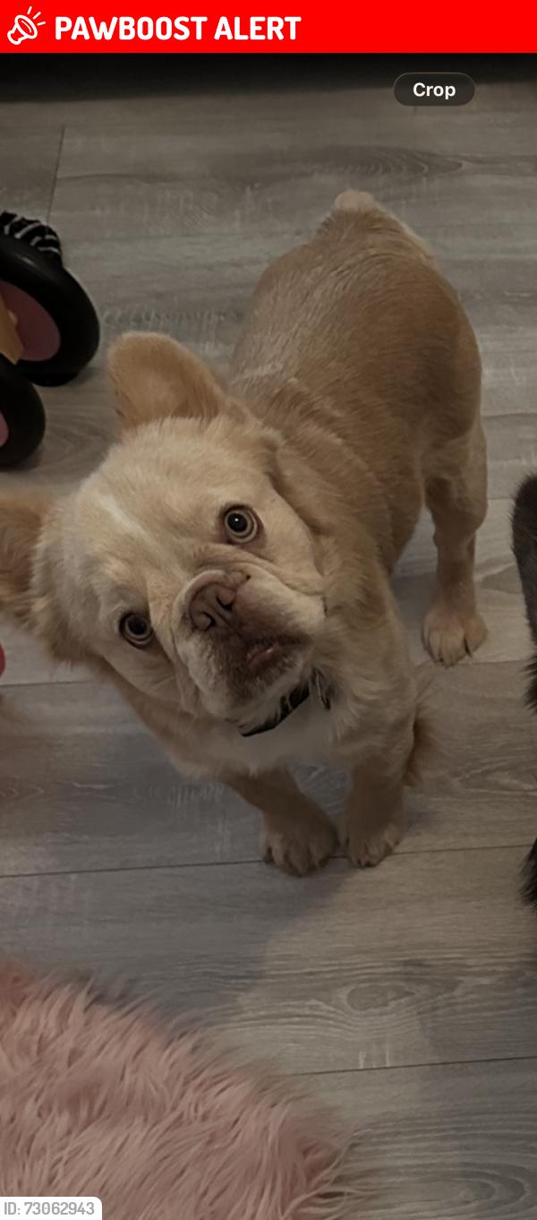 Lost Male Dog last seen Sherwood, Nottingham, England NG5 3ER