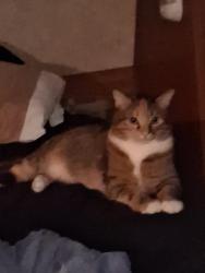 Lost Female Cat last seen Near kedron church rd, Aiken, SC 29805