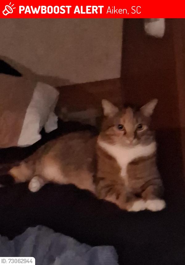 Lost Female Cat last seen Near kedron church rd, Aiken, SC 29805